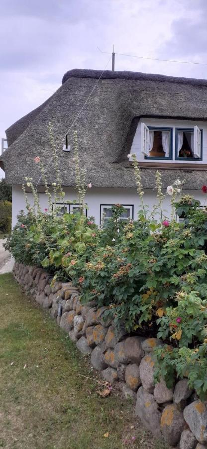 Seepferdchen Nebel Buitenkant foto